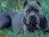 PoulaTo: Cane Corso καθαρόαιμα επιλογής